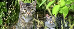 Preview wallpaper cat, animal, grass, blur