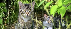 Preview wallpaper cat, animal, grass, blur