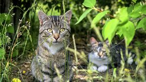 Preview wallpaper cat, animal, grass, blur