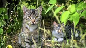 Preview wallpaper cat, animal, grass, blur