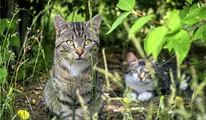 Preview wallpaper cat, animal, grass, blur