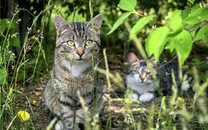 Preview wallpaper cat, animal, grass, blur