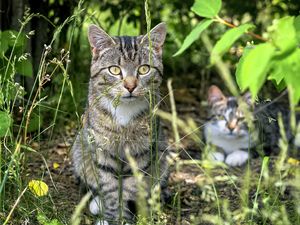 Preview wallpaper cat, animal, grass, blur