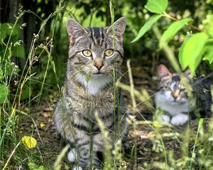 Preview wallpaper cat, animal, grass, blur