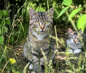 Preview wallpaper cat, animal, grass, blur