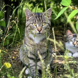 Preview wallpaper cat, animal, grass, blur