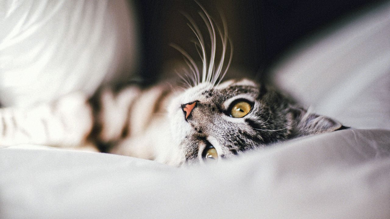 Wallpaper cat, animal, pet, gray