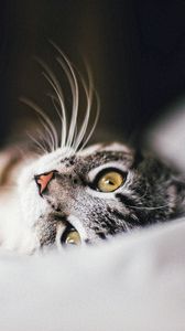 Preview wallpaper cat, animal, pet, gray