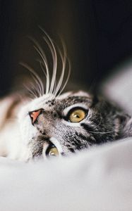 Preview wallpaper cat, animal, pet, gray