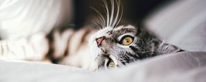 Preview wallpaper cat, animal, pet, gray