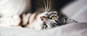 Preview wallpaper cat, animal, pet, gray