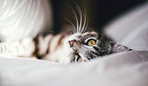 Preview wallpaper cat, animal, pet, gray