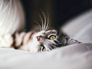 Preview wallpaper cat, animal, pet, gray