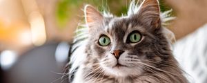 Preview wallpaper cat, animal, pet, gray, fluffy