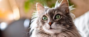 Preview wallpaper cat, animal, pet, gray, fluffy