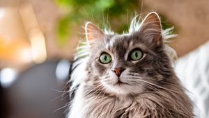 Preview wallpaper cat, animal, pet, gray, fluffy