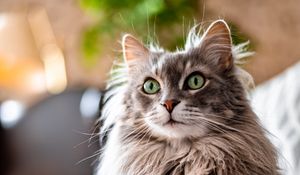 Preview wallpaper cat, animal, pet, gray, fluffy