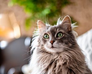 Preview wallpaper cat, animal, pet, gray, fluffy