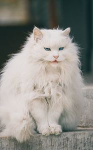 Preview wallpaper cat, animal, pet, white, furry