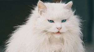 Preview wallpaper cat, animal, pet, white, furry