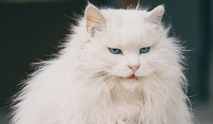 Preview wallpaper cat, animal, pet, white, furry