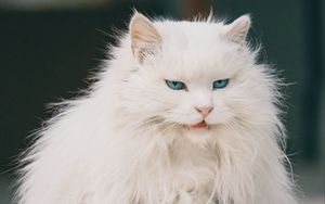 Preview wallpaper cat, animal, pet, white, furry