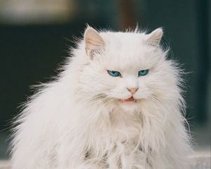 Preview wallpaper cat, animal, pet, white, furry