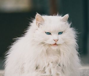 Preview wallpaper cat, animal, pet, white, furry