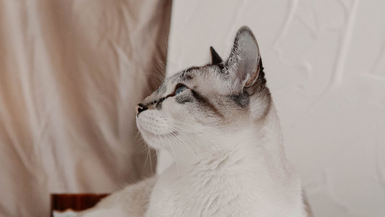 Wallpaper cat, animal, pet, white