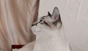 Preview wallpaper cat, animal, pet, white