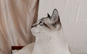 Preview wallpaper cat, animal, pet, white