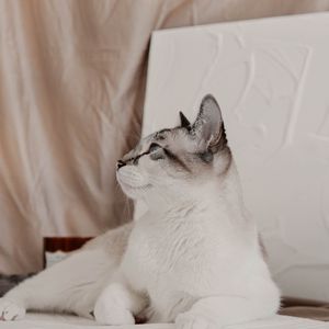 Preview wallpaper cat, animal, pet, white