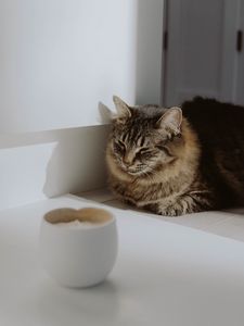 Preview wallpaper cat, animal, pet, brown, furry