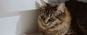 Preview wallpaper cat, animal, pet, brown, furry