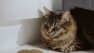 Preview wallpaper cat, animal, pet, brown, furry
