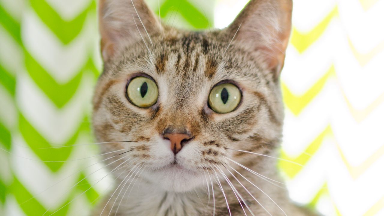 Wallpaper cat, animal, pet, glance