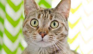 Preview wallpaper cat, animal, pet, glance