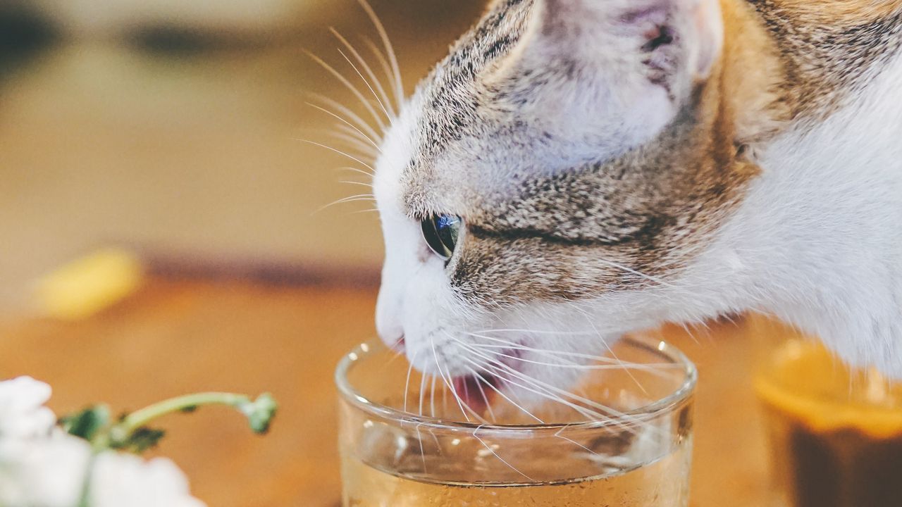 Wallpaper cat, animal, pet, protruding tongue, glass, water