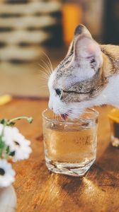 Preview wallpaper cat, animal, pet, protruding tongue, glass, water