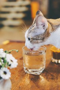 Preview wallpaper cat, animal, pet, protruding tongue, glass, water