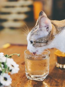 Preview wallpaper cat, animal, pet, protruding tongue, glass, water