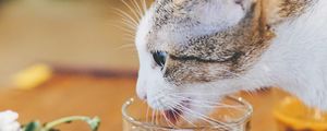 Preview wallpaper cat, animal, pet, protruding tongue, glass, water