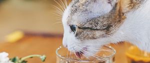 Preview wallpaper cat, animal, pet, protruding tongue, glass, water