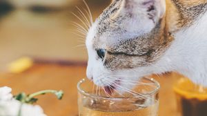 Preview wallpaper cat, animal, pet, protruding tongue, glass, water