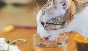 Preview wallpaper cat, animal, pet, protruding tongue, glass, water