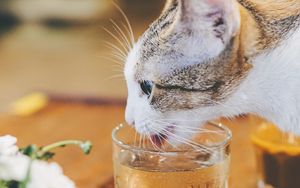Preview wallpaper cat, animal, pet, protruding tongue, glass, water
