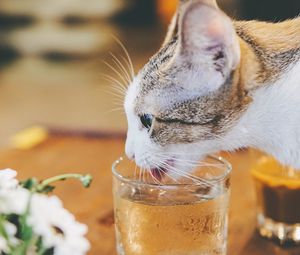 Preview wallpaper cat, animal, pet, protruding tongue, glass, water