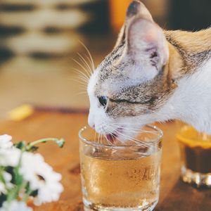 Preview wallpaper cat, animal, pet, protruding tongue, glass, water