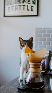 Preview wallpaper cat, animal, pet, coffee, pitcher