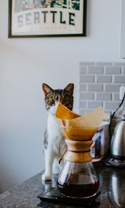 Preview wallpaper cat, animal, pet, coffee, pitcher